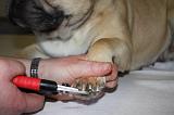 GRIFFES - BOULEDOGUE FRANCAIS 016